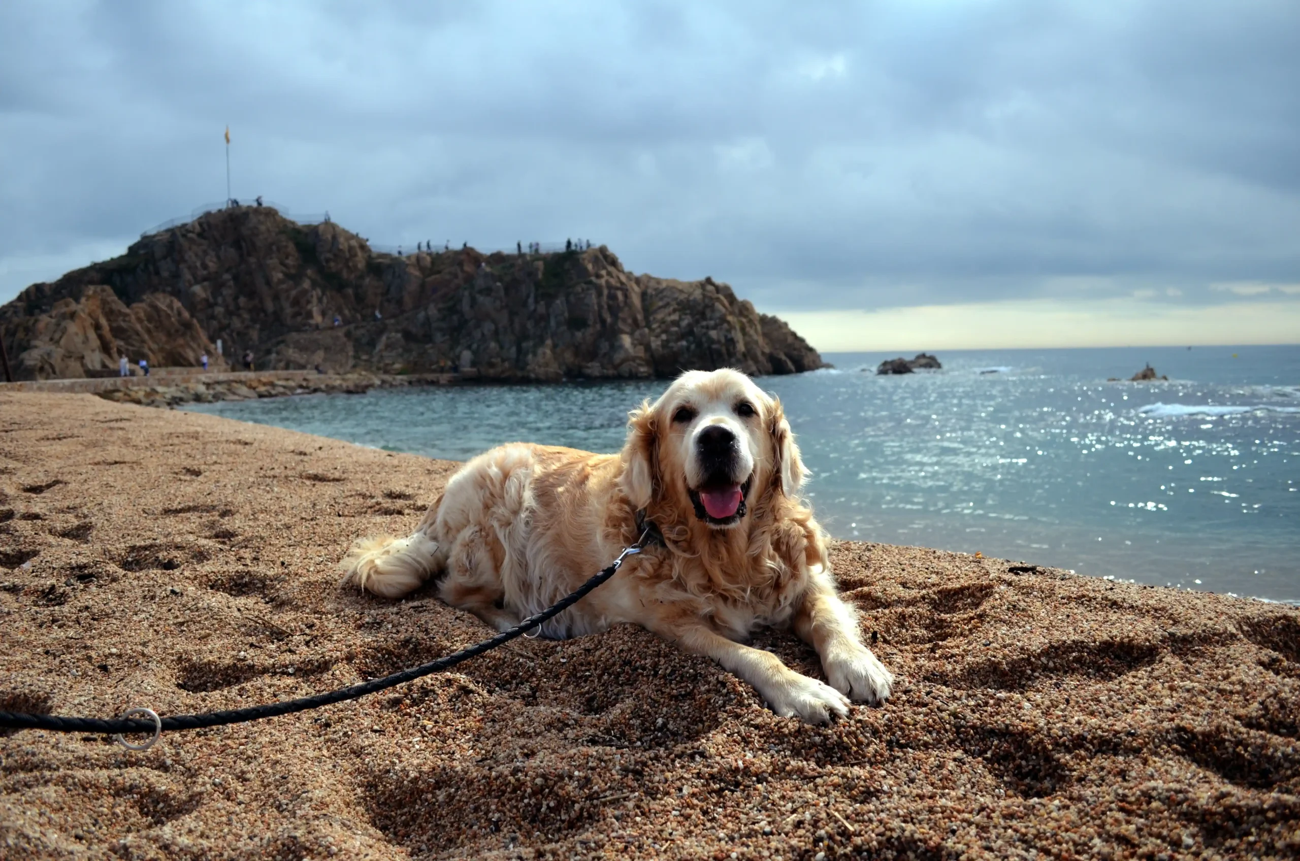 Asesoramiento en la adopción de perros 7 20181012 Golden Retriever resting on the beach scaled