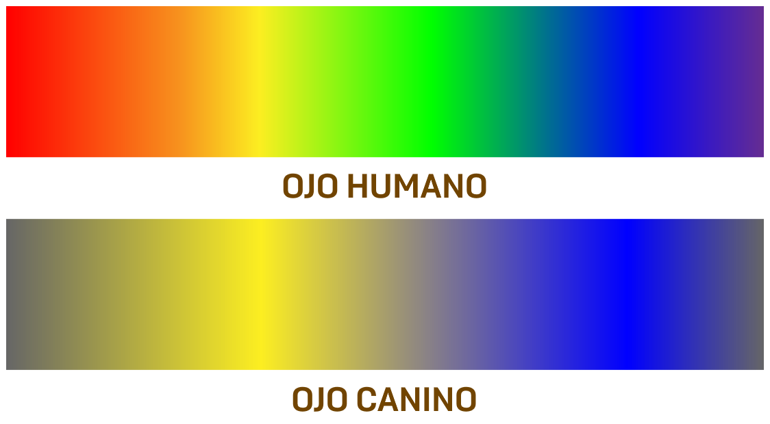 La visión canina: La fascinante realidad tras sus ojos 1 Colores ojo humano ojo canino