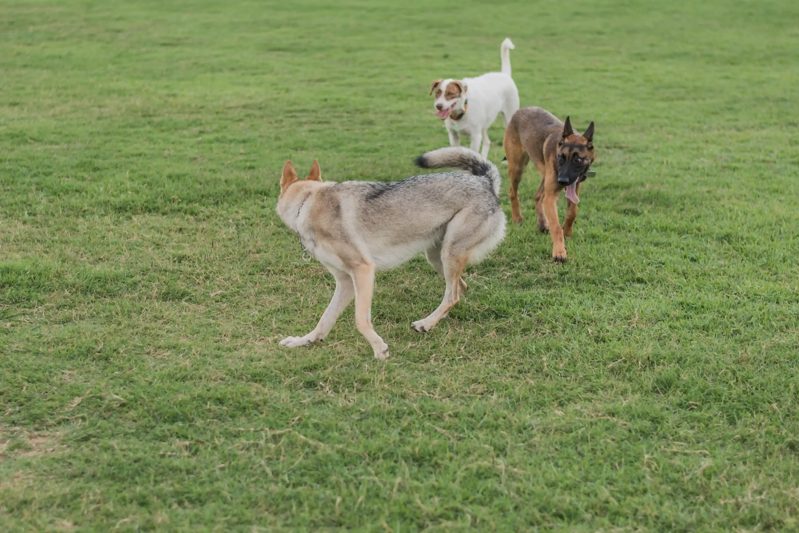 Adiestramiento Canino Básico y Avanzado 6 DSC 2178 1 scaled