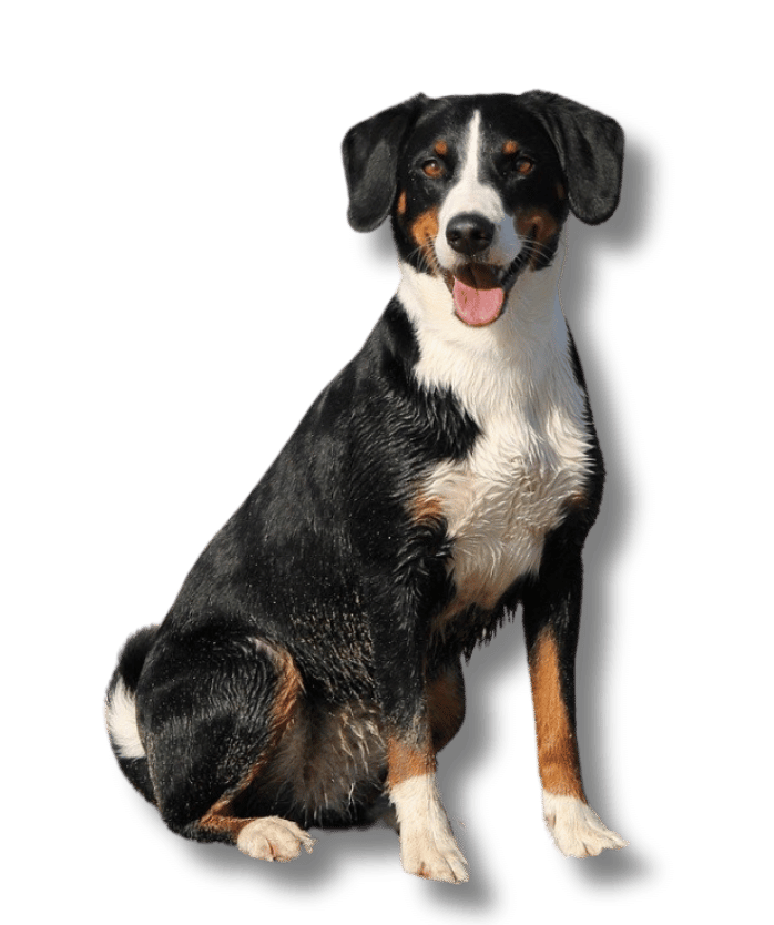 Asesoramiento en la adopción de perros 1 Diseno sin titulo 33