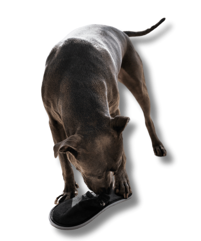 Corrección de malas conductas y Sociabilización 1 Diseno sin titulo 35