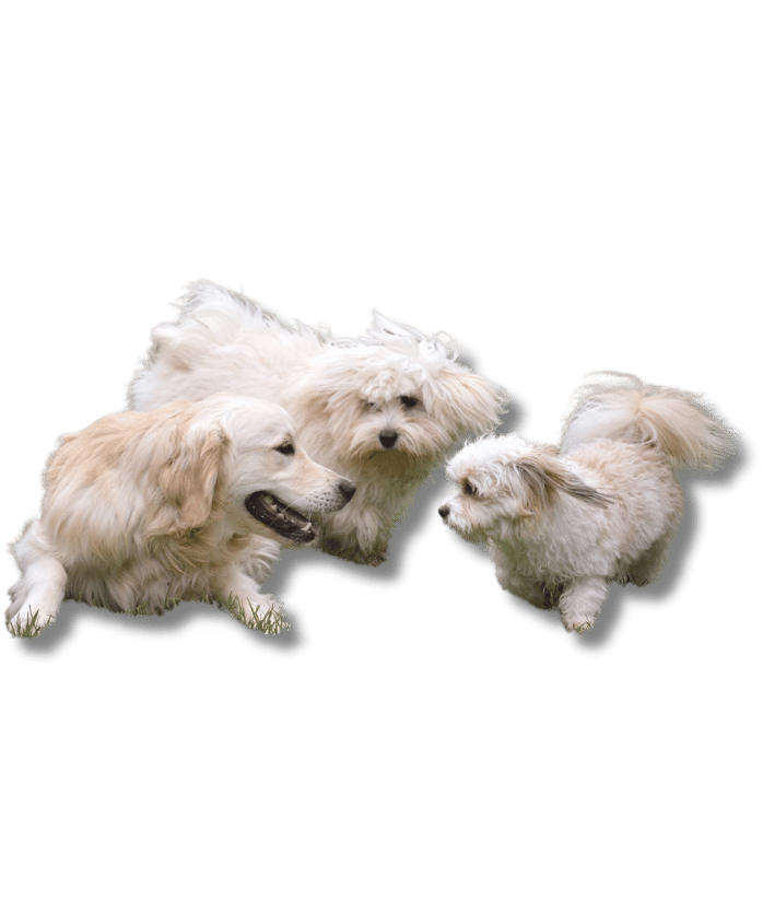 Diseno sin titulo 36