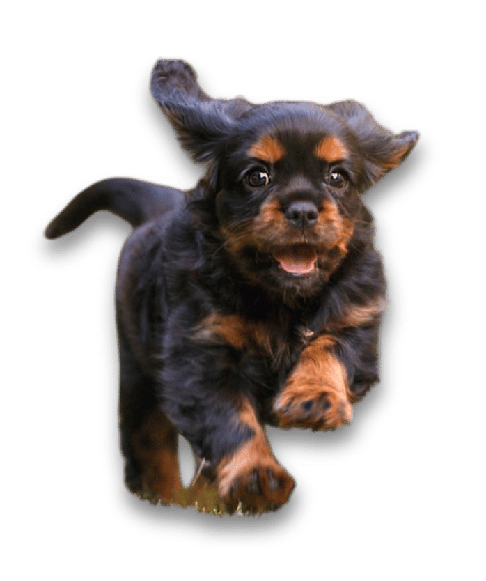 Asesoramiento para la elección del cachorro 1 Diseno sin titulo 39