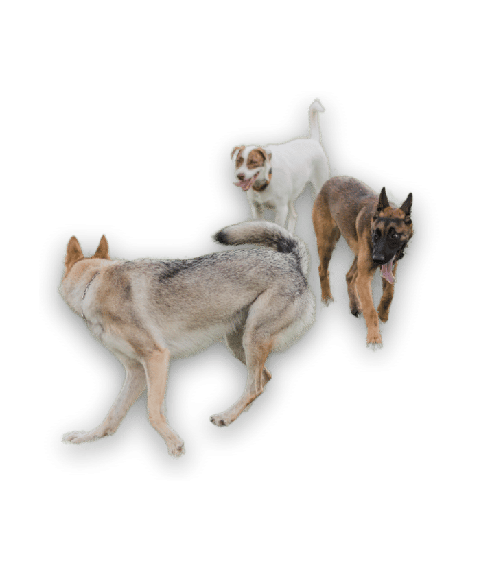 Sesiones grupales de adiestramiento 1 Diseno sin titulo 41