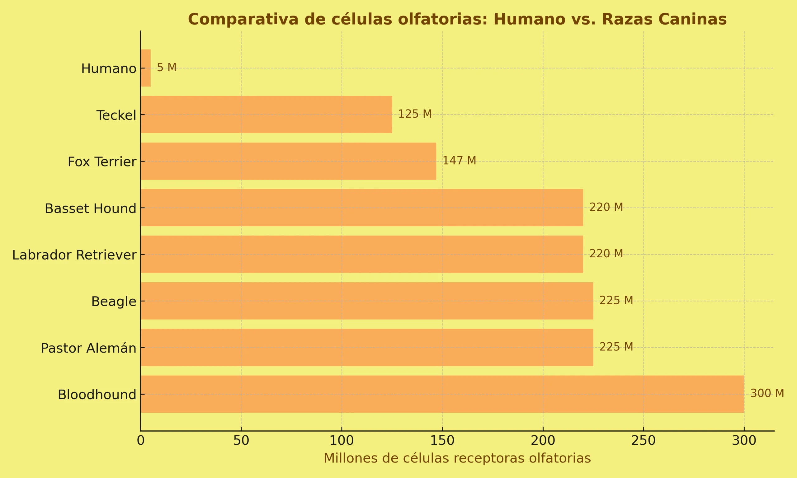 El olfato canino. Entiende su don mas extraordinario. Comparativa olfato humano vs razas caninas scaled