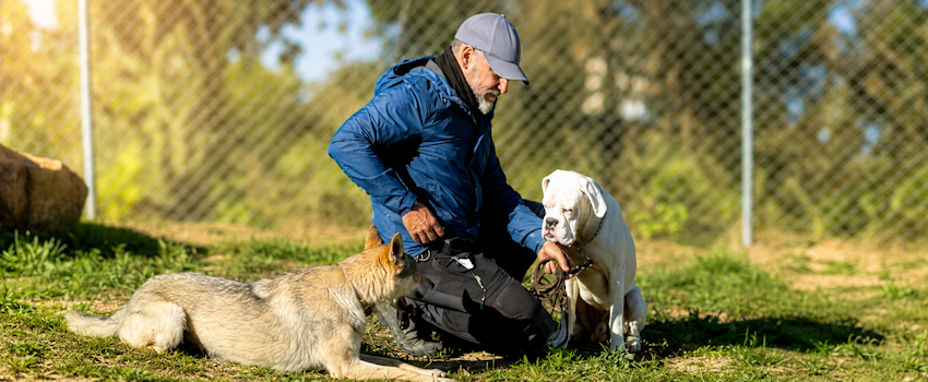 Inteligencia vs. Adiestrabilidad en el Perro. Un Analisis Cientifico y Etologico