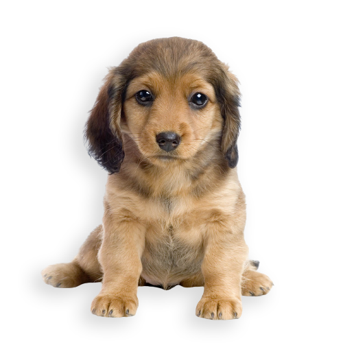 dachshund puppy PDAE3QR 1